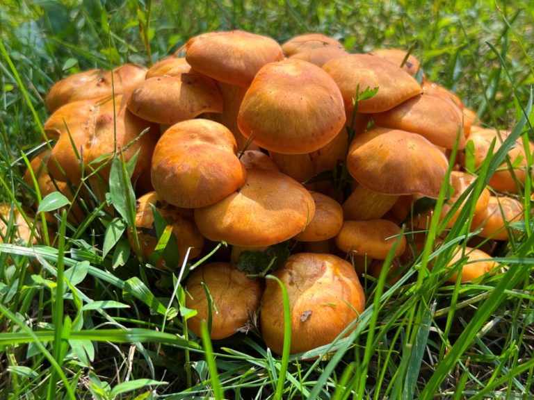 Can Dogs Eat Wild Mushrooms - False Chanterelle is toxic