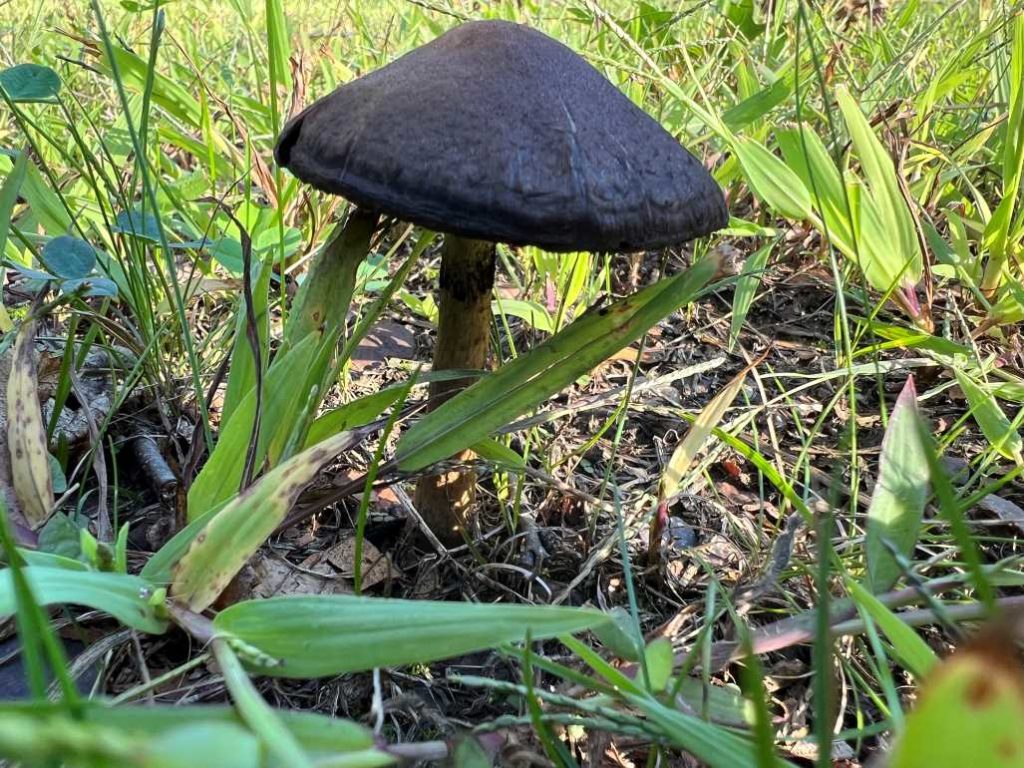 Can Dogs Eat Wild Mushrooms - Weeping Widow Will Make Dogs Sick