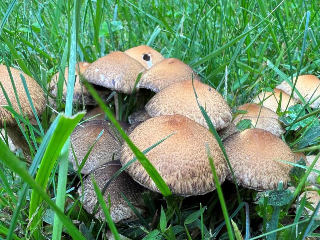Can Dogs Eat Mushrooms - Weeping Widow Will Make Dogs Sick